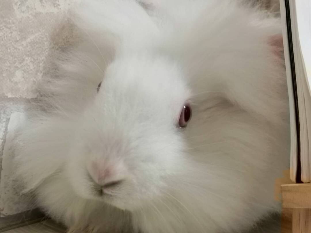 佐渡っこ二世 輝兎 テト くん 東京都 小動物の里親募集 ペットのおうち 月間利用者150万人