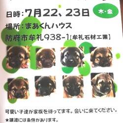 子犬の譲渡会を開催します
