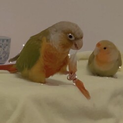 可愛い