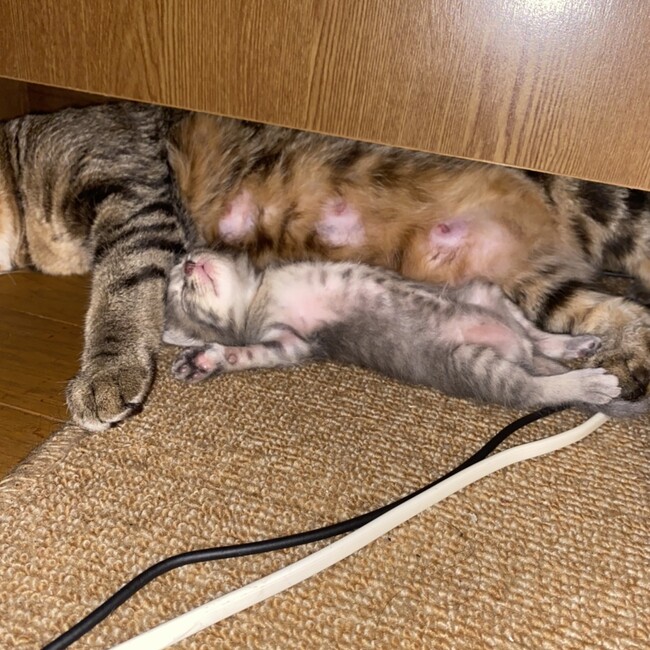 眞音のカバー写真