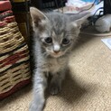 6/17生まれの子猫 里親募集