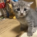 6/17生まれの子猫 里親募集