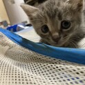 6/17生まれの子猫 里親募集