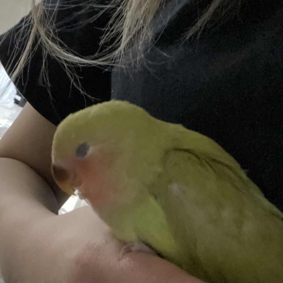 きらのカバー写真