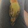最近膝の上でゴローン