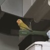 どこをそんなに眺めているの？