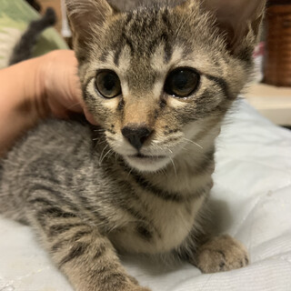 可愛い膝乗りキジ猫さん