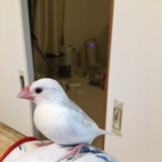 白文鳥の里親を募集します。