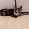 保護子猫の三毛猫ちゃん
