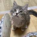 おてんば♪ニカちゃん