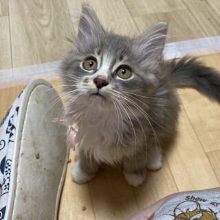 おてんば♪ニカちゃん