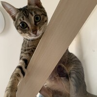 ひめ