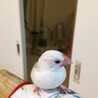 文鳥の里親を募集します。 サムネイル2