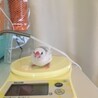文鳥の里親を募集します。 サムネイル3