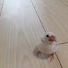 文鳥の里親を募集します。 サムネイル4