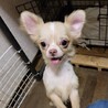 チワワのピグくん♂️１才 サムネイル2
