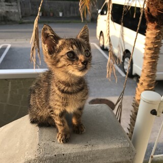 2ヶ月の子猫の里親募集中