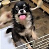 チワワの小粒ちゃん♀️１才 サムネイル3