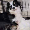 チワワのジャンボちゃん♀️３才 サムネイル3
