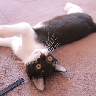 ３か月と１歳弱、7歳の計４匹猫ちゃん里親さん募集中