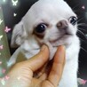 チワワのこぶちゃん♀️３才 サムネイル4