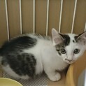 穏やか可愛い子猫2ヶ月