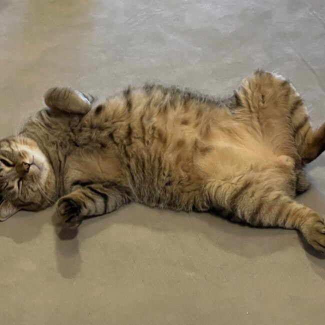 大谷　翼のカバー写真