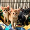 毛色いろいろ子猫ちゃん。ちび猫残り3匹 サムネイル3