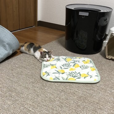 あごだけNクール