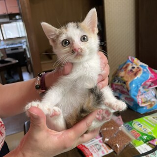 小さくて可愛い女の子ララちゃん♪