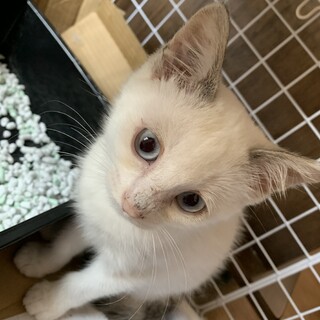 青目耳がミケの美人さん