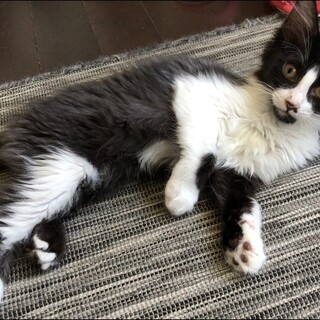 モフモフで人懐こいハチワレメスニャン♀