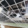子猫達、黒のPPプレートの上がお気に入り
