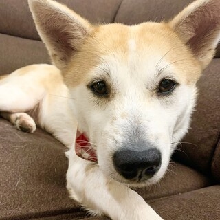 フォトジェニックな和犬女子！伊織ちゃん