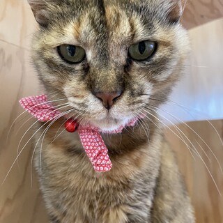 甘えた上手なベルちゃん！