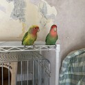 コザクラインコ2羽　セキセイインコ2羽里親さま募集