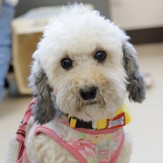 私とたくさん遊んでほしいの！さとちゃん