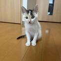 やんちゃで人懐っこい　飛び三毛柄の子猫