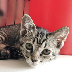 さいたま市動物愛護ふれあいセンター「保護ネコ譲渡会」開催 サムネイル3