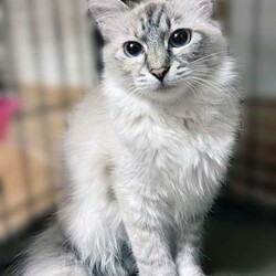 さいたま市動物愛護ふれあいセンター「保護ネコ譲渡会」開催 サムネイル2