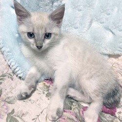 さいたま市動物愛護ふれあいセンター「保護ネコ譲渡会」開催