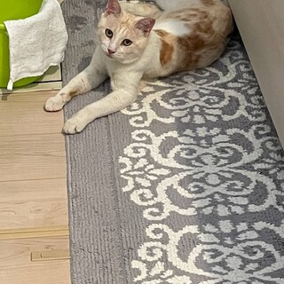 おとなしくて、甘えん坊さんです