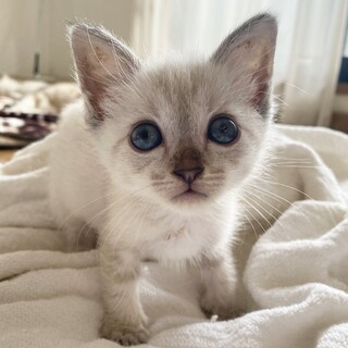 シャム系の女の子