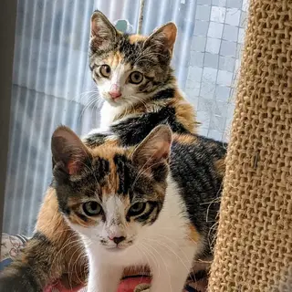 三毛の子猫　メス2匹