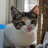三毛の子猫　メス2匹 サムネイル3