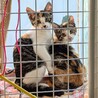 三毛の子猫　メス2匹 サムネイル4