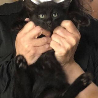 イケメン黒猫★人懐っこい男の子♪