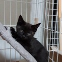元気いっぱい黒猫君！