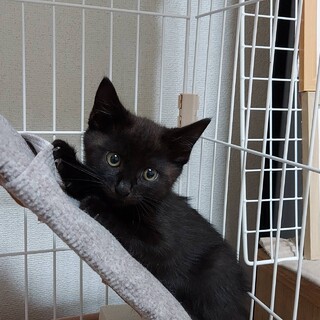 元気いっぱい黒猫君！
