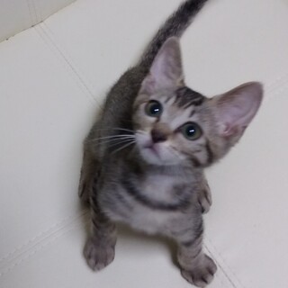 募集停止中 抱っこでゴロゴロなキジトラ♂2ヶ月半位